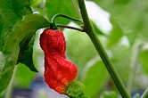 Bhut Jolokia PF | Chilli semena