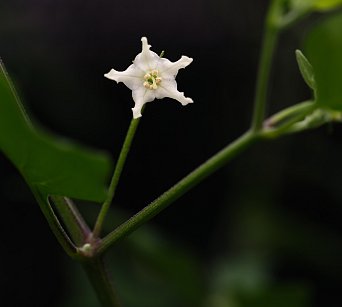 C. chacoense CGN 22084