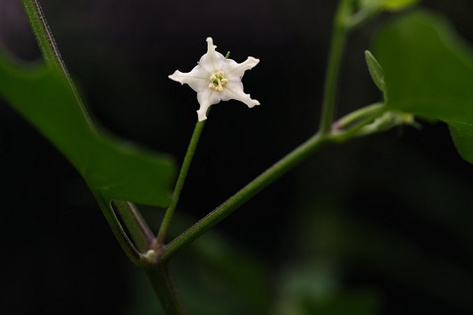 C. chacoense CGN 22084 | Chilli semena