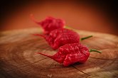 Primotalii Red | Chilli semena