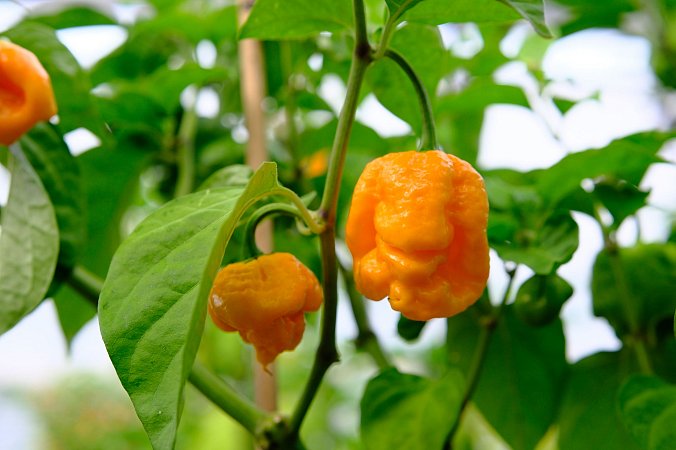 7 Pot Brainstrain Yellow | Chilli semena