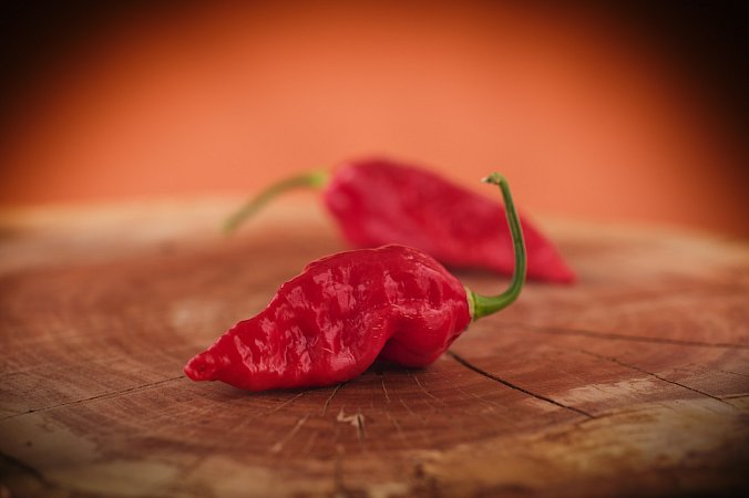 Naga Morich | Chilli semena