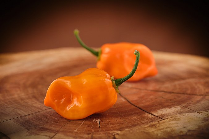 Habanero Francisca | Chilli semena