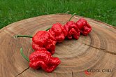 Moruga Blend | Chilli semena