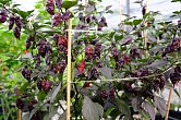 Fox Purple Ghost Gnarly Ruby | Chilli semena