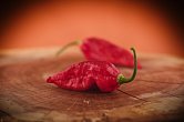 Naga Morich | Chilli semena