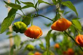 Brazilian Starfish Orange | Chilli semena