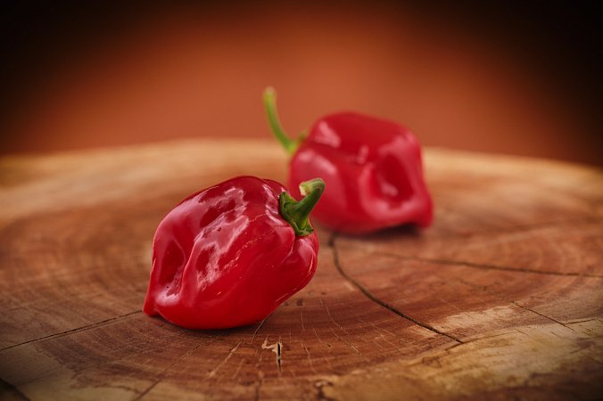 Habanero Red Savina | Chilli semena