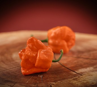 Bhut Orange Copenhagen