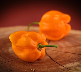 Roatan Pumpkin Habanero