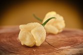 Moruga White | Chilli semena