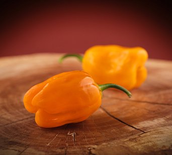 Habanero Gambia Orange