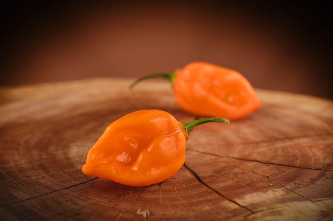 Habanero Naranja Picante | Chilli semena