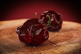 Scotch Bonnet Chocolate | Chilli semena