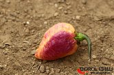 Pockmark Peach | Chilli semena