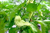 Super Bhut Jolokia JW | Chilli semena