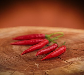 Cabai Chilli Tree