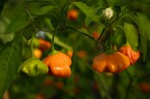 Brazilian Starfish Orange | Chilli semena