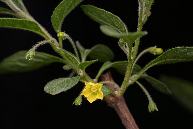 Capsicum rhomboideum | Chilli semena