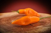 Giallo Arancio | Chilli semena