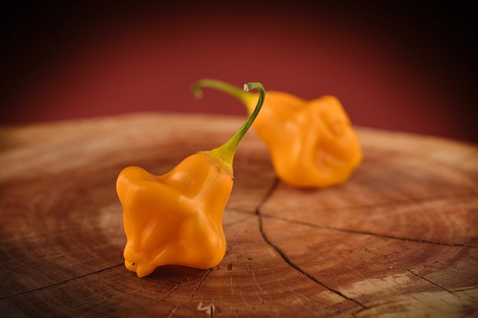 Aji Fantasy Orange | Chilli semena