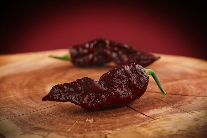 Bhut Jolokia Chocolate Giant | Chilli semena