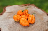 Bhut Orange Copenhagen | Chilli semena