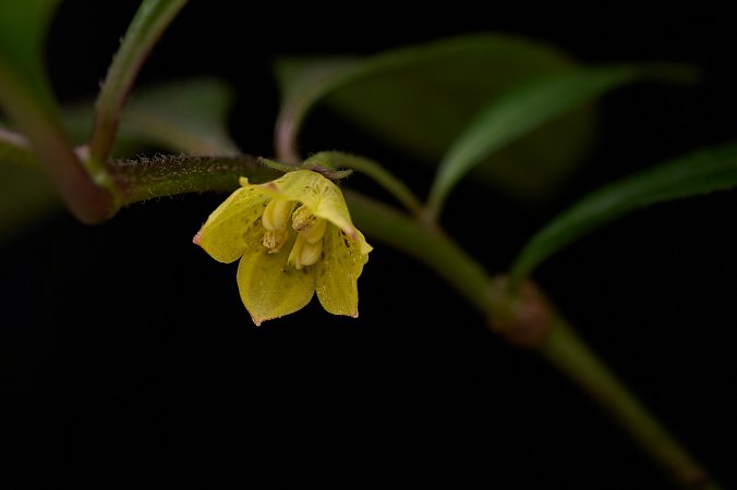 Capsicum geminifolium | Chilli semena