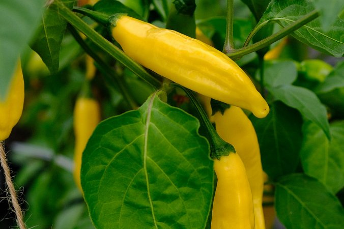 Aji Lemon Drop CF | Chilli semena