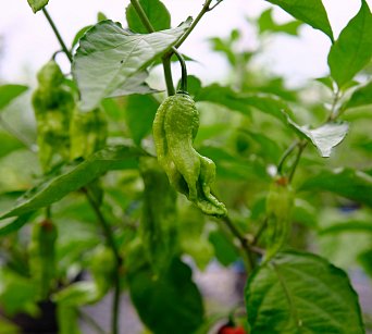 Bhut Jolokia PF