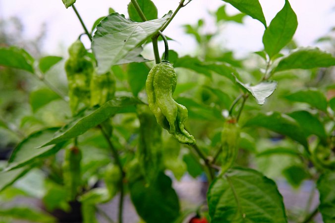 Bhut Jolokia PF | Chilli semena