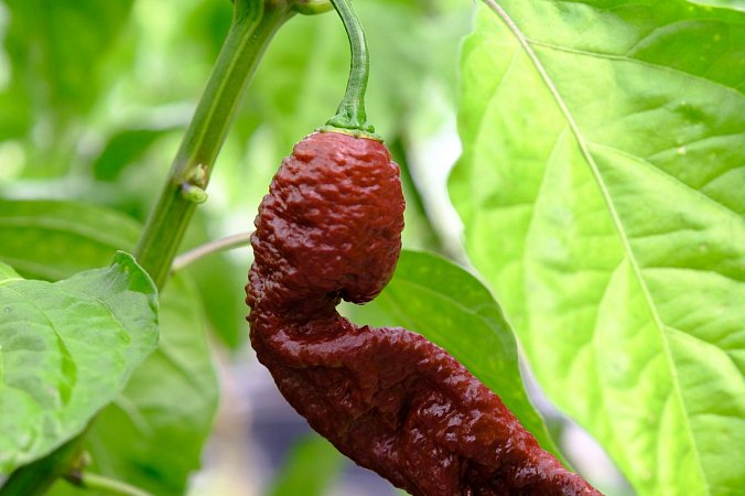 Primotalii Chocolate | Chilli semena