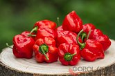 Habanero Red Savina | Chilli semena