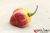 Pockmark Peach | Chilli semena