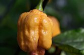 Fox Dark Naga Orange | Chilli semena