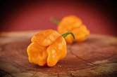 Trinidad Scorpion Moruga Yellow | Chilli semena