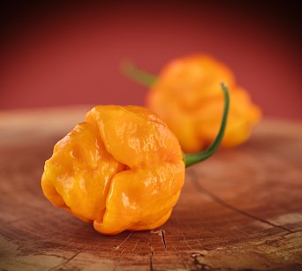 Trinidad Scorpion Moruga Yellow