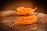 Reaper of Death Orange | Chilli semena