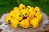 Trinidad Scorpion Moruga Yellow | Chilli semena