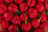 7 Pot Brainstrain Red | Chilli semena