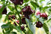 Scotch Bonnet Chocolate | Chilli semena