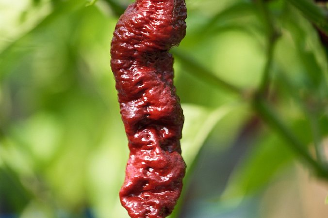 Primotalii Chocolate | Chilli semena