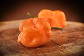 Rogers Giant Peach Habanero  | Chilli semena