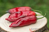 Aji Boliviano | Chilli semena