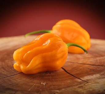 West Indian Yellow Habanero