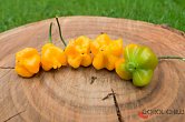 Aji Fantasy Orange | Chilli semena