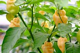 7 Pot White | Chilli semena