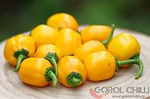 Aji Dulce Amarillo | Chilli semena