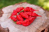 Fadda's Poison Tail Red F6 | Chilli semena