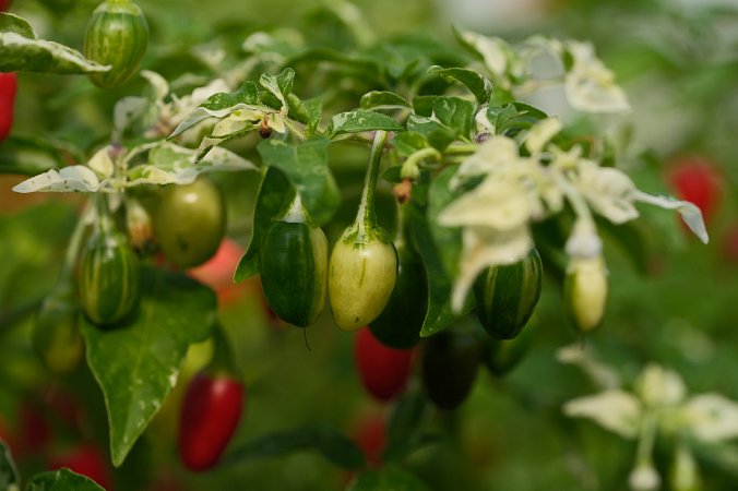 Variegated Pequin | Chilli semena